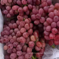 fresh new crop chinese red globe grape Excellent quality delicious red grape